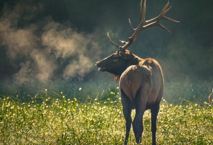 Elk in green field, just outside of Jasper, AR